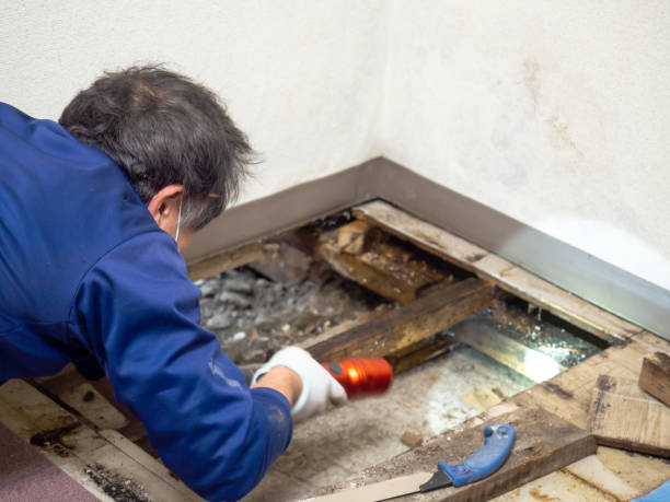 Home Mold Removal in Boise City, OK