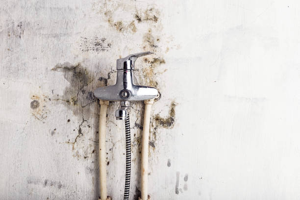 Best Black Mold Removal  in Boise City, OK