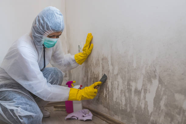 Best Mold Damage Repair  in Boise City, OK