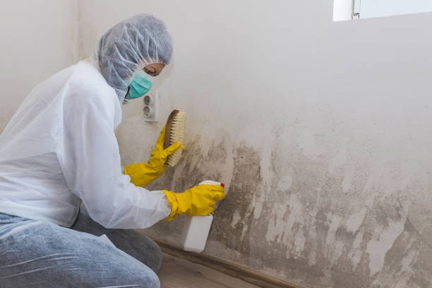 Boise City, OK Mold Removal Company