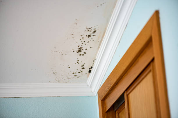 Best Mold Removal Company Near Me  in Boise City, OK