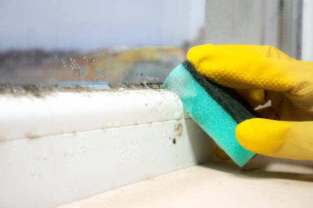 Best Attic Mold Removal  in Boise City, OK