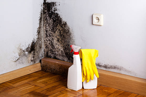 Mold Removal and Inspection in Boise City, OK