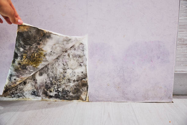 Best Mold Testing  in Boise City, OK